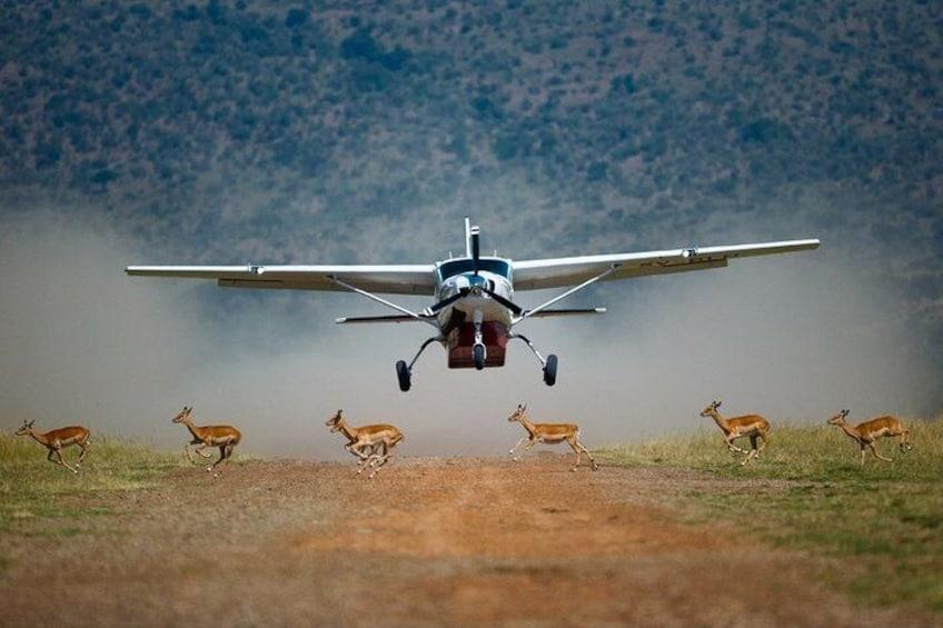 Great Migration Flight Safari