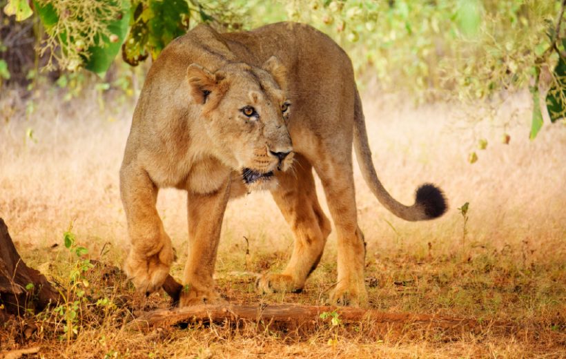 Amboseli, Tsavo West & Tsavo East to Kenyan Beaches