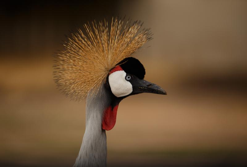 Tsavo West & Amboseli National Park Safari