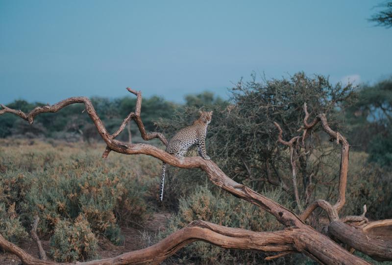 Samburu Flying Safari