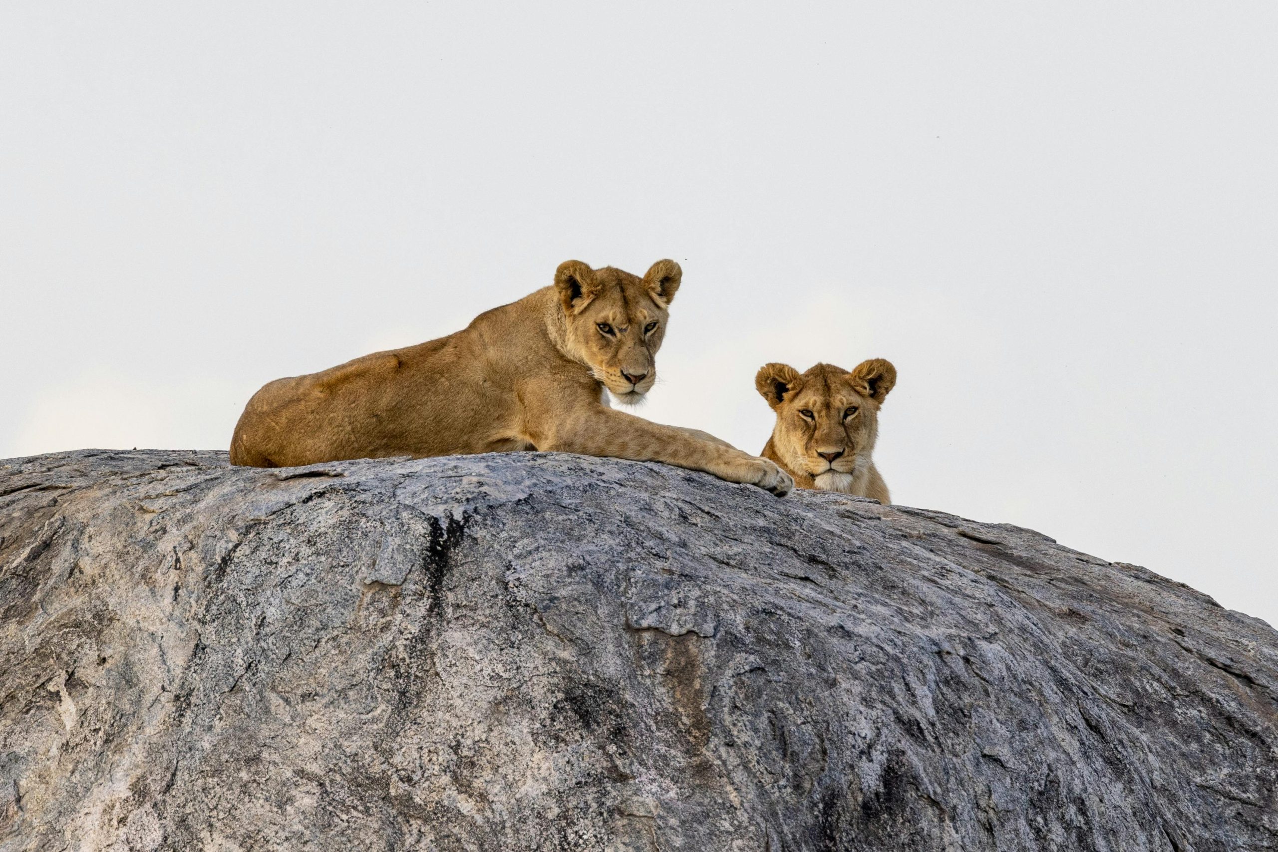 Amboseli, Lake Manyara, Serengeti & Ngorongoro Safari