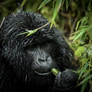 Uganda-Gorilla-trekking-safari-Packages-BIG-5-Kenya--scaled (1)